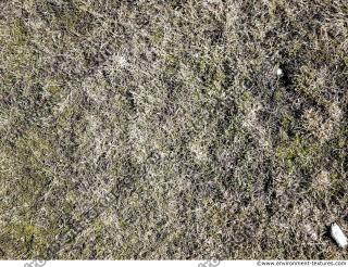 Photo Textures of Ground Grass